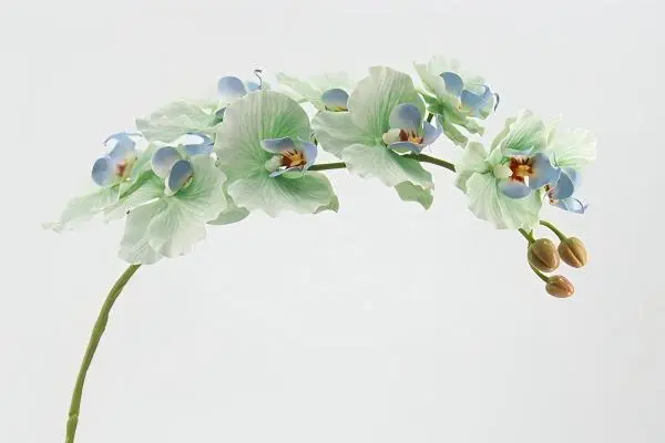 Real Touch Artificial Moth Orchid for Commercial Display Use